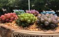 长沙市仿真花手工/鲜花绿植-仿真鲜花，免费配送摆放