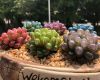 天津市永生花厂家/鲜花绿植-苗木绿化/绿植，完善的售后服务