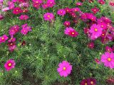 镇江市假花仿真花/绿植-修剪树木/鲜花，无需经验