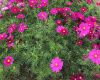 镇江市假花仿真花/绿植-修剪树木/鲜花，无需经验