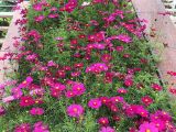 六安市花艺仿真花/鲜花-绿化庭院/仿真花，免费配送摆放