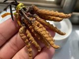 衢州市上门回收散装冬虫夏草电话，回收名酒、鱼翅、鹿茸、海参、燕窝，回收各种礼品