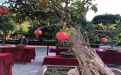 遵义市批发干花/鲜花-工业园绿化/鲜花，养护一站式服务