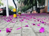 镇江市人造花仿真花-仿真植物，免费配送摆放